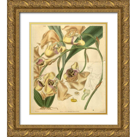Orchid, Coryanthes Maculata Gold Ornate Wood Framed Art Print with Double Matting by Curtis, William