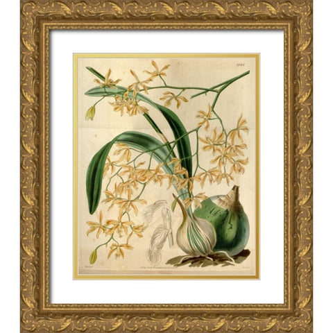 Orchid, Encyclia Candollei Gold Ornate Wood Framed Art Print with Double Matting by Curtis, William