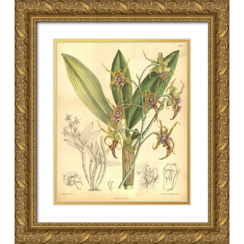 Orchid, Dendrobium Spectabile Gold Ornate Wood Framed Art Print with Double Matting by Curtis, William