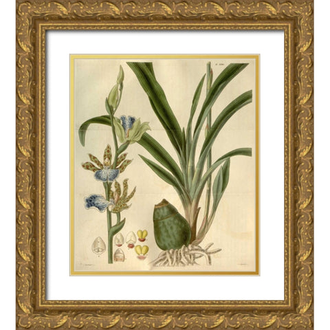 Orchid, Zygopetalum Mackayi Gold Ornate Wood Framed Art Print with Double Matting by Curtis, William