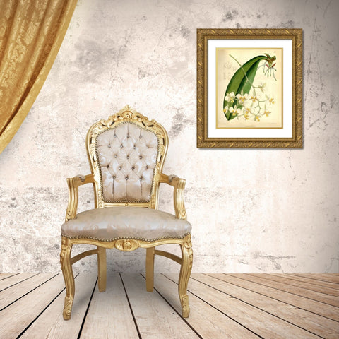 Orchid, Phalaenopsis Stuartiana Gold Ornate Wood Framed Art Print with Double Matting by Curtis, William