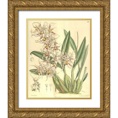 Orchid, Odontoglossum Naevium Gold Ornate Wood Framed Art Print with Double Matting by Curtis, William