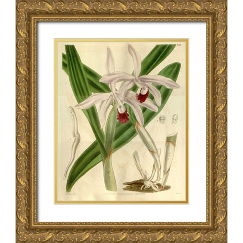 Orchid, Cattleya Intermedia Gold Ornate Wood Framed Art Print with Double Matting by Curtis, William