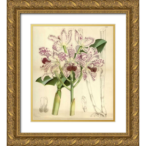 Orchid, Cattleya Amethystoglossa Gold Ornate Wood Framed Art Print with Double Matting by Curtis, William