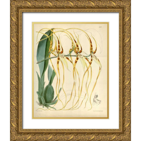 Orchid, Brassia Arcuigera Gold Ornate Wood Framed Art Print with Double Matting by Curtis, William