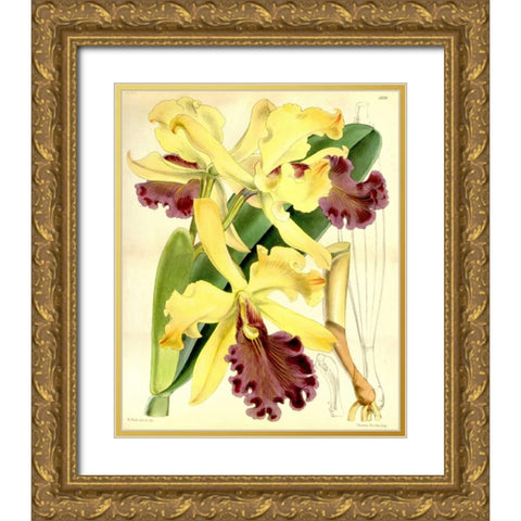 Orchid, Cattleya Dowiana Gold Ornate Wood Framed Art Print with Double Matting by Curtis, William
