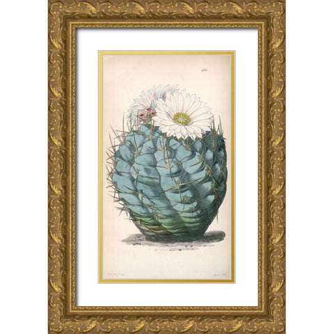 Cactus Gold Ornate Wood Framed Art Print with Double Matting by Curtis, William