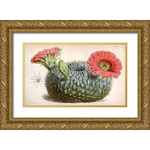 Cactus Gold Ornate Wood Framed Art Print with Double Matting by Curtis, William