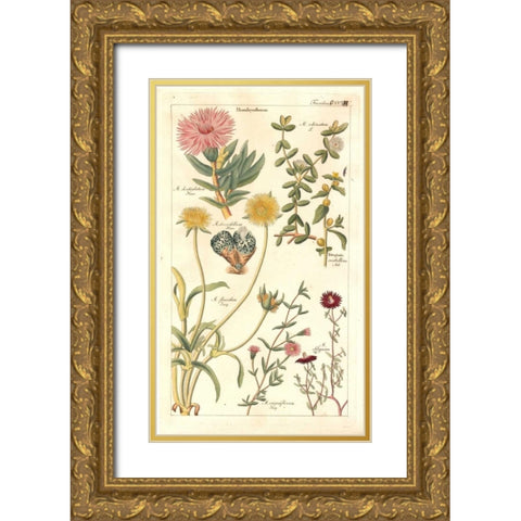 Ice Plant Gold Ornate Wood Framed Art Print with Double Matting by Dietrich, David