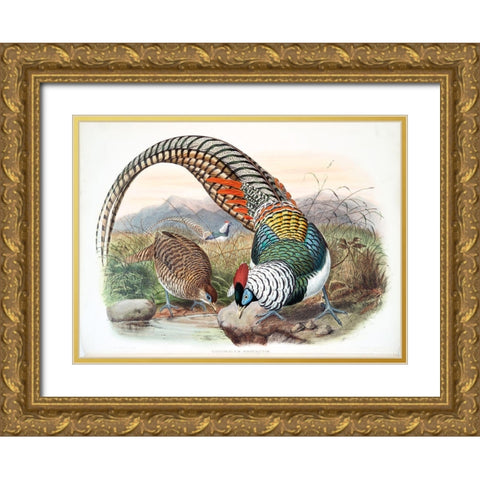 Amherst Pheasant Gold Ornate Wood Framed Art Print with Double Matting by Elliot, David