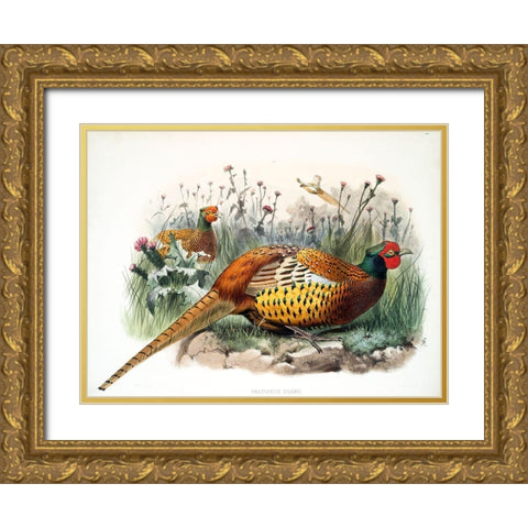 Shaws Pheasant Gold Ornate Wood Framed Art Print with Double Matting by Elliot, David