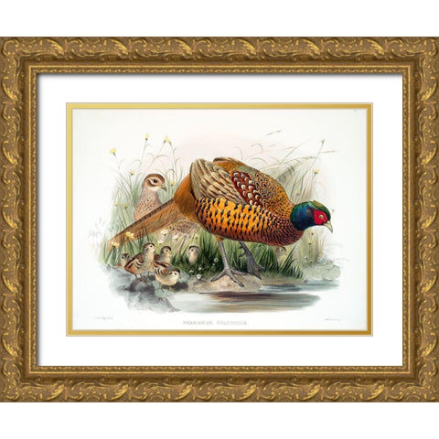 Colchicus Pheasant Gold Ornate Wood Framed Art Print with Double Matting by Elliot, David