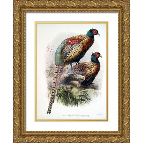 Pheasant Deccollatus Gold Ornate Wood Framed Art Print with Double Matting by Elliot, David