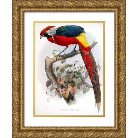 Hybrid Pheasant Gold Ornate Wood Framed Art Print with Double Matting by Elliot, David