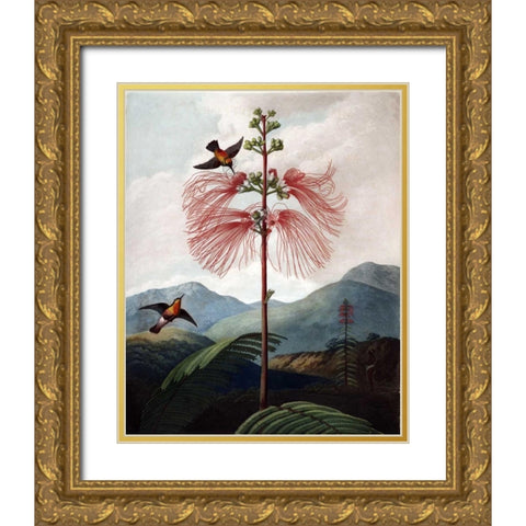 Large Flowering Sensitive Plant Gold Ornate Wood Framed Art Print with Double Matting by Thornton, Dr R