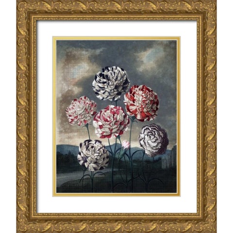 Group of Carnations Gold Ornate Wood Framed Art Print with Double Matting by Thornton, Dr R