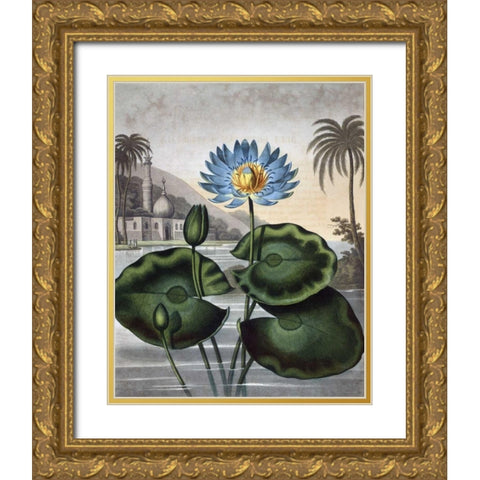 Blue Egyptian Water Lily Gold Ornate Wood Framed Art Print with Double Matting by Thornton, Dr R