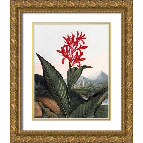 Indian Reed Gold Ornate Wood Framed Art Print with Double Matting by Thornton, Dr R