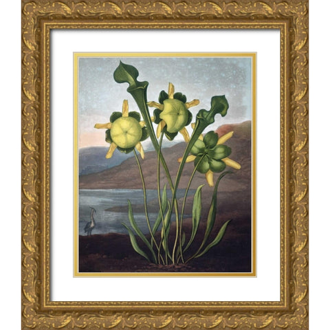 Pitcher Plant Gold Ornate Wood Framed Art Print with Double Matting by Thornton, Dr R