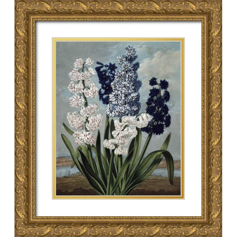 Hyacinth Gold Ornate Wood Framed Art Print with Double Matting by Thornton, Dr R