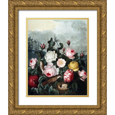 Roses Gold Ornate Wood Framed Art Print with Double Matting by Thornton, Dr R