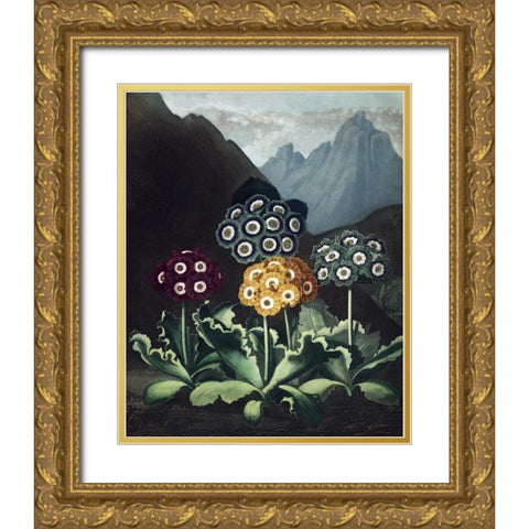 Auriculas Gold Ornate Wood Framed Art Print with Double Matting by Thornton, Dr R