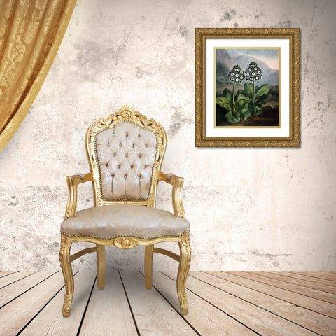 Auriculas Gold Ornate Wood Framed Art Print with Double Matting by Thornton, Dr R