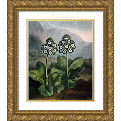Auriculas Gold Ornate Wood Framed Art Print with Double Matting by Thornton, Dr R