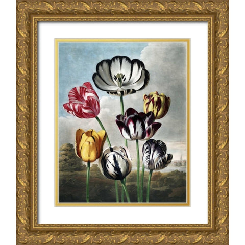 Tulips Gold Ornate Wood Framed Art Print with Double Matting by Thornton, Dr R