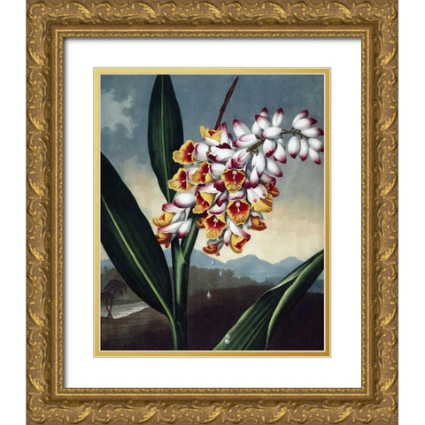 Orchid Gold Ornate Wood Framed Art Print with Double Matting by Thornton, Dr R