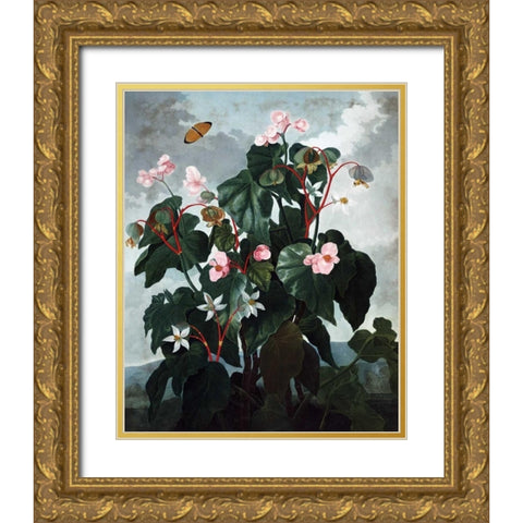 Begonia Gold Ornate Wood Framed Art Print with Double Matting by Thornton, Dr R