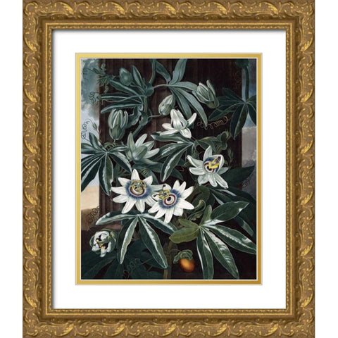 Blue Passion Flower Gold Ornate Wood Framed Art Print with Double Matting by Thornton, Dr R