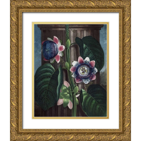 Quadrangular Passion Flower Gold Ornate Wood Framed Art Print with Double Matting by Thornton, Dr R
