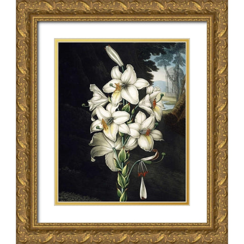 White Lily Gold Ornate Wood Framed Art Print with Double Matting by Thornton, Dr R