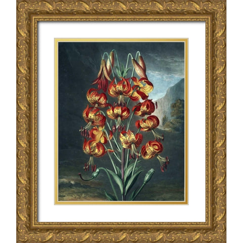 Superb Lily Gold Ornate Wood Framed Art Print with Double Matting by Thornton, Dr R