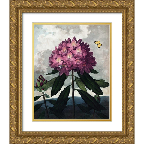 Rhododendron Gold Ornate Wood Framed Art Print with Double Matting by Thornton, Dr R