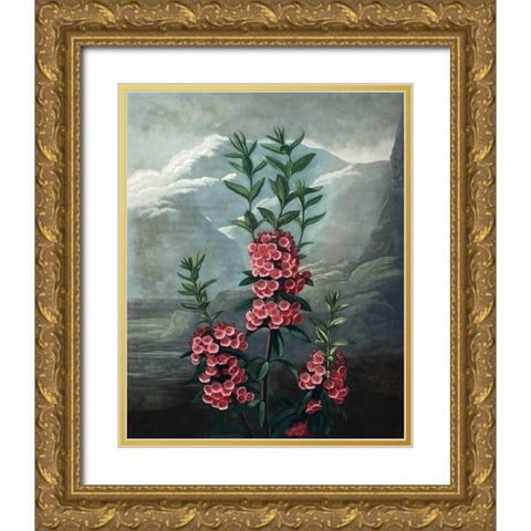 Narrow Leaved  Kalmia Gold Ornate Wood Framed Art Print with Double Matting by Thornton, Dr R