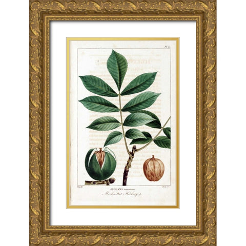 Hickory Nut Gold Ornate Wood Framed Art Print with Double Matting by Michaux, Francois A.