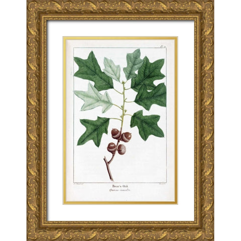 Bears Oak Gold Ornate Wood Framed Art Print with Double Matting by Michaux, Francois A.