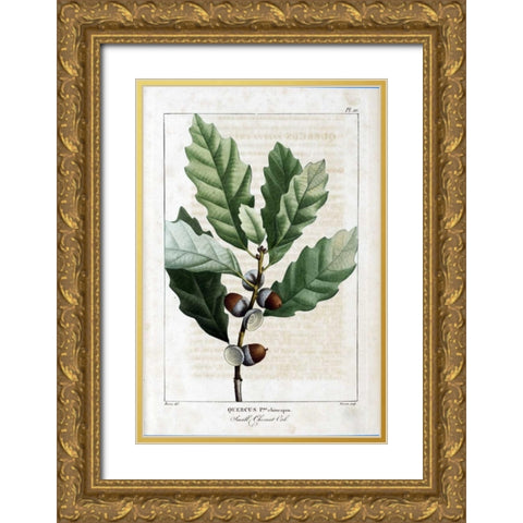 Small Chestnut Oak Gold Ornate Wood Framed Art Print with Double Matting by Michaux, Francois A.