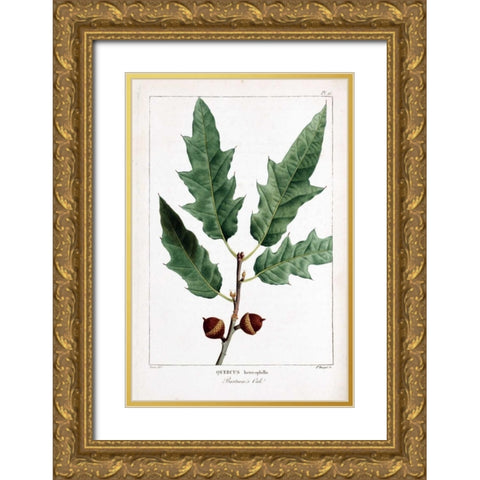 Bartrams Oak Gold Ornate Wood Framed Art Print with Double Matting by Michaux, Francois A.