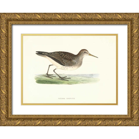 Pectoral Sandpiper Gold Ornate Wood Framed Art Print with Double Matting by Morris, Rev FO
