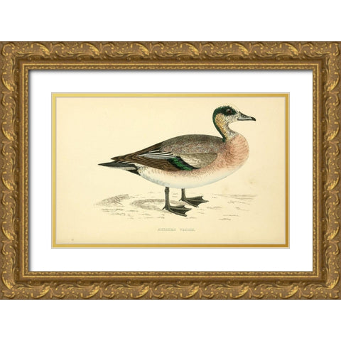 American Wigeon Gold Ornate Wood Framed Art Print with Double Matting by Morris, Rev FO