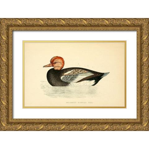 Red Crested Whistling Duck Gold Ornate Wood Framed Art Print with Double Matting by Morris, Rev FO