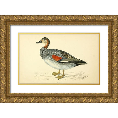 Gadwall Gold Ornate Wood Framed Art Print with Double Matting by Morris, Rev FO