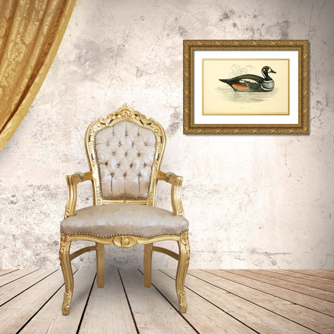 Harlequin Duck Gold Ornate Wood Framed Art Print with Double Matting by Morris, Rev FO
