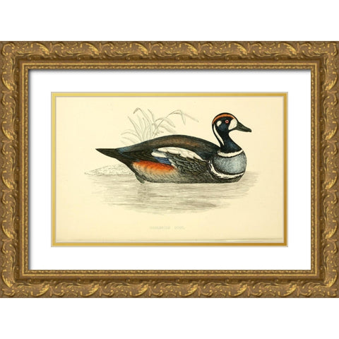 Harlequin Duck Gold Ornate Wood Framed Art Print with Double Matting by Morris, Rev FO