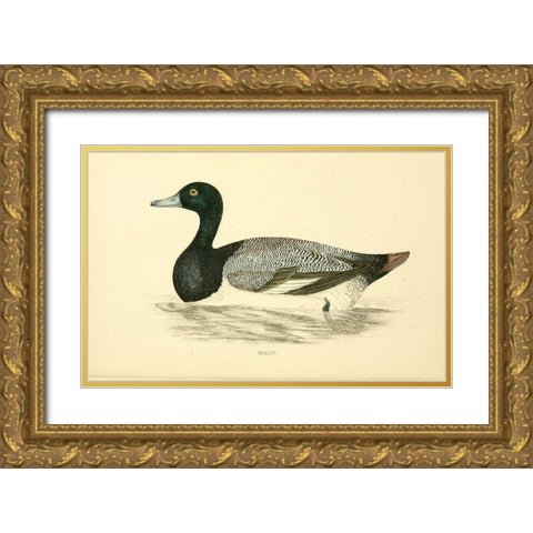 Scaup Gold Ornate Wood Framed Art Print with Double Matting by Morris, Rev FO