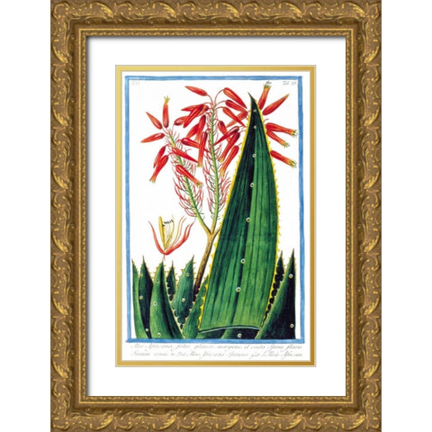 Aloe Africana Gold Ornate Wood Framed Art Print with Double Matting by Bonelli, Giorgio