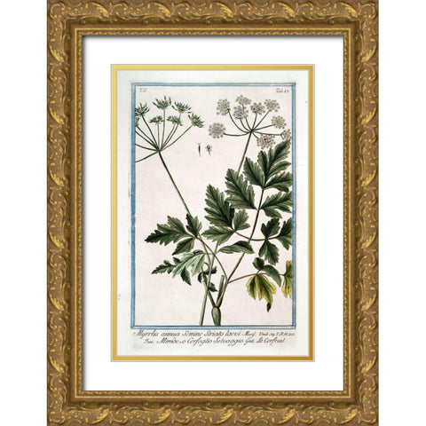 Cow Parsley 4 Gold Ornate Wood Framed Art Print with Double Matting by Bonelli, Giorgio